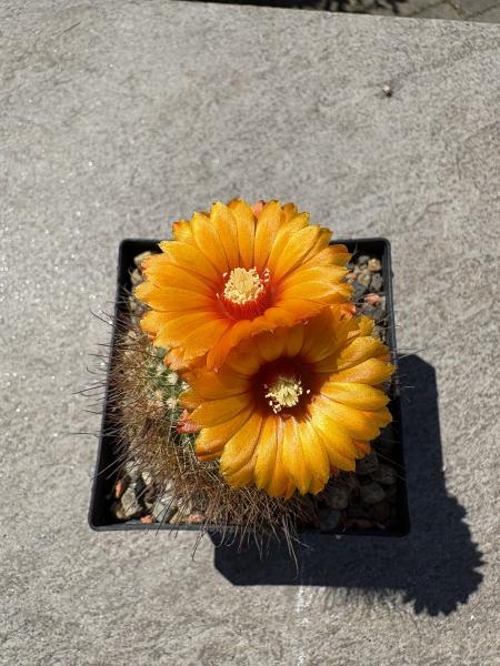 Parodia sanguiniflora